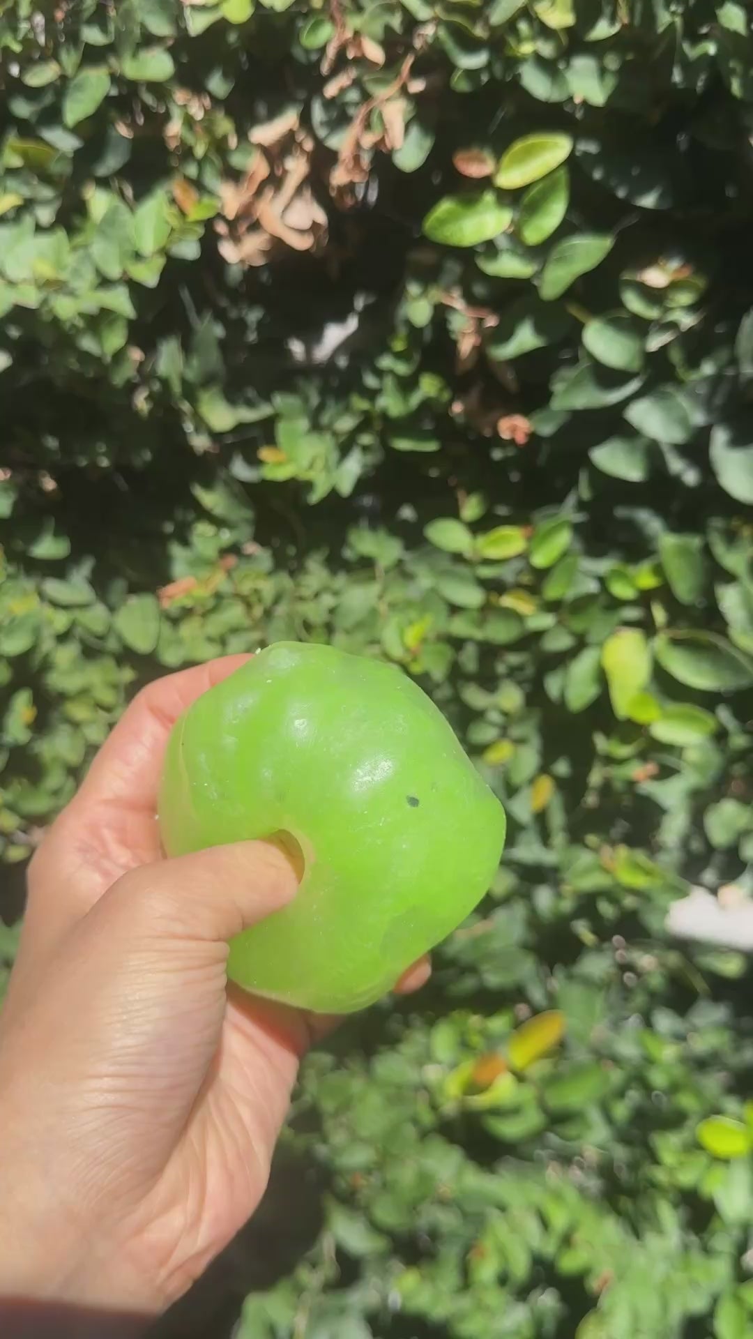 Slushy Kiwi Squishy