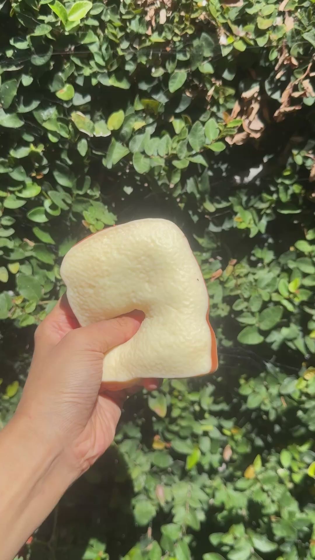 Crunchy Toast Squishy